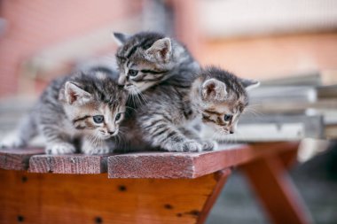 küçük şeritli yavru kedi bir ahşap masa