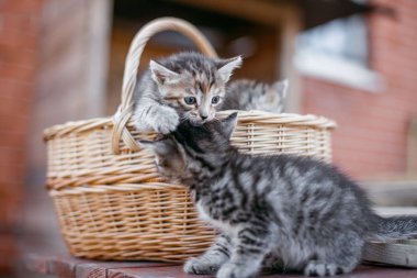 küçük şeritli yavru kedi bir ahşap masa