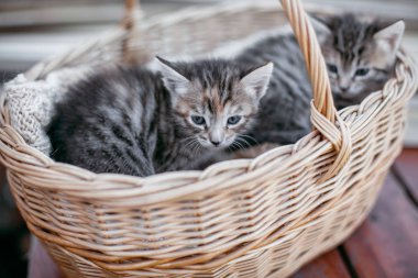 küçük şeritli yavru kedi bir ahşap masa