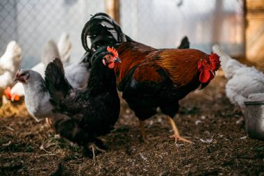 Tavuk ızgarası. Kümes hayvanları çiftliği