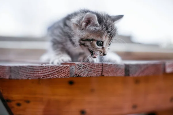 Pequeños gatitos rayados en una mesa de madera — Foto de Stock