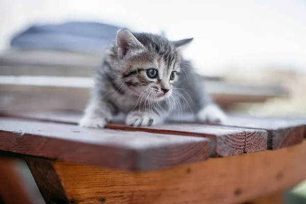 Pequeños gatitos rayados en una mesa de madera — Foto de Stock