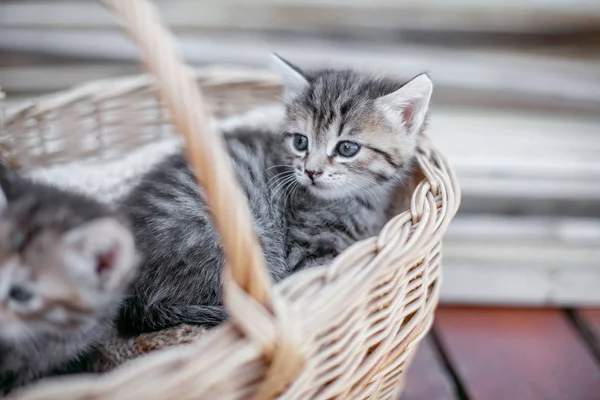 Pequeños gatitos rayados en una mesa de madera — Foto de Stock