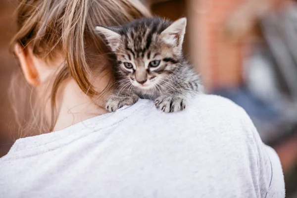 Kleine gestreepte kittens in een houten tafel — Stockfoto