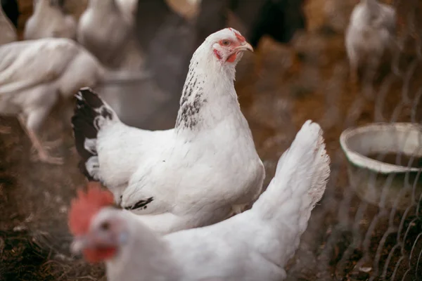 Kuřecí brojleři. Drůbeží farma — Stock fotografie