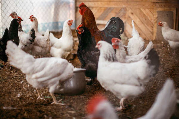 Chicken broilers. Poultry farm