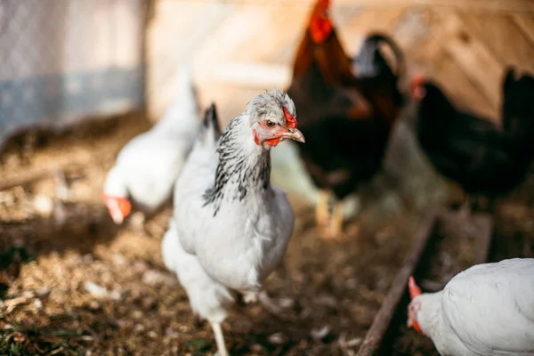 Chicken broilers. Poultry farm