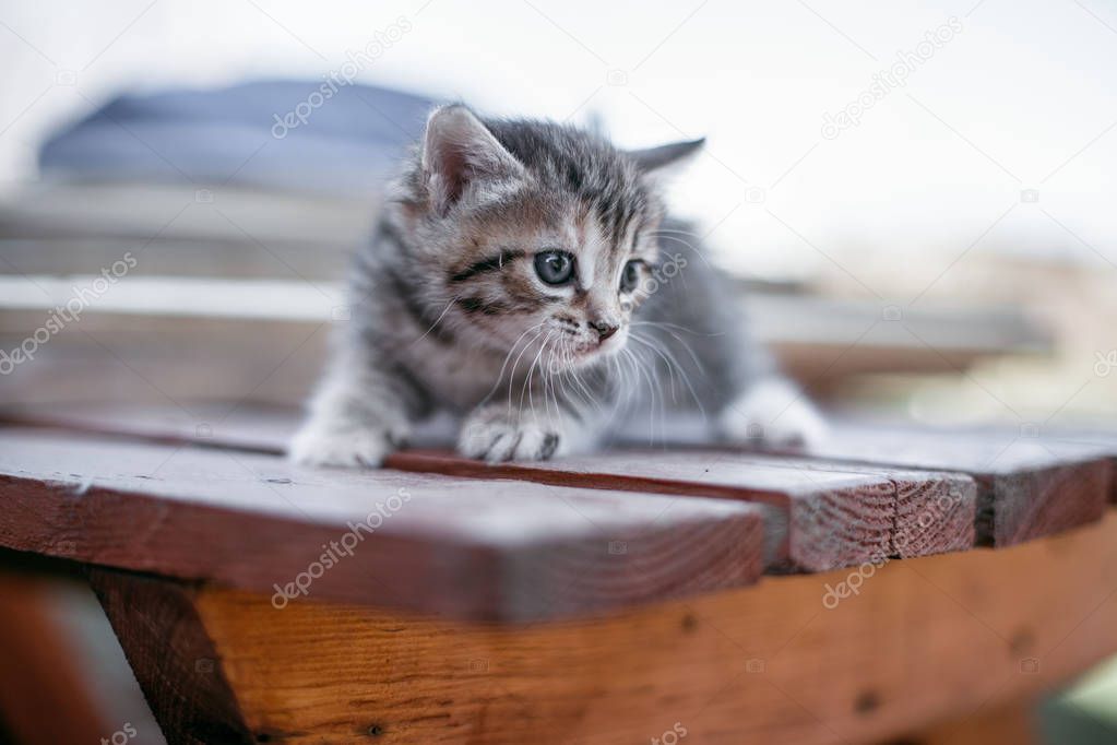 small striped kittens in an wood table
