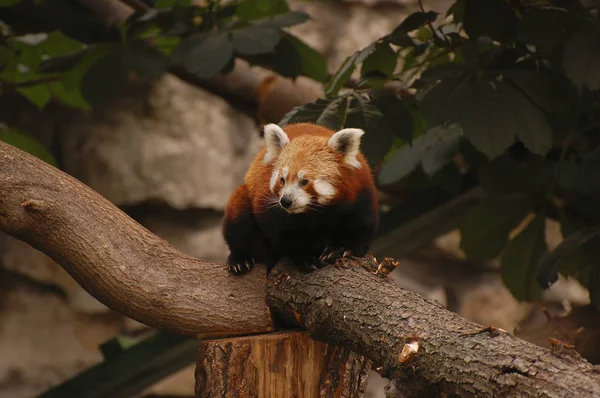 Red panda close up. Zoo, animals