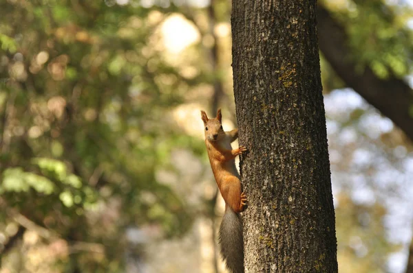 Funny squirrel sitting on tree. Squirrels, wildlife, animals, nature, mammals