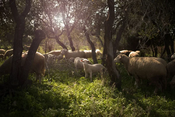 Pastorale Foto Met Een Kudde Schapen Een Lam Een Achtergrond — Stockfoto
