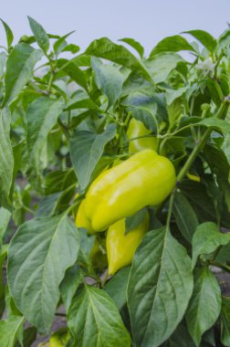 Bitki üzerinde yeşil biber