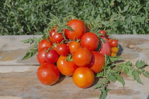 Ahşap arka plan üzerinde taze domates — Stok fotoğraf