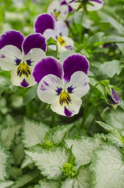 Üç renkli homo çiçek 