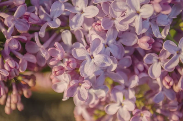 Lilac flowers in spring — Stock Photo, Image