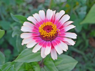 Pembe ve beyaz Zinnia çiçeği