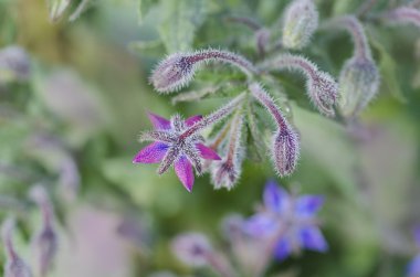 Hodan Çiçek bahçesinde