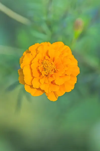 Nahaufnahme Tagetes blühen im Garten — Stockfoto