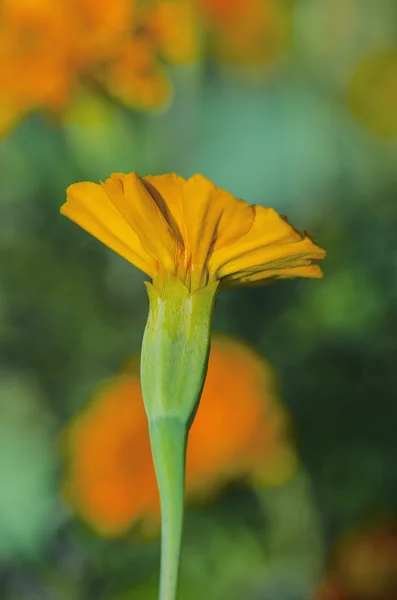 Крупный план Tagetes цветок в саду — стоковое фото