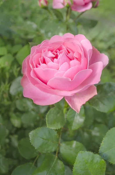 Mawar merah muda bunga — Stok Foto