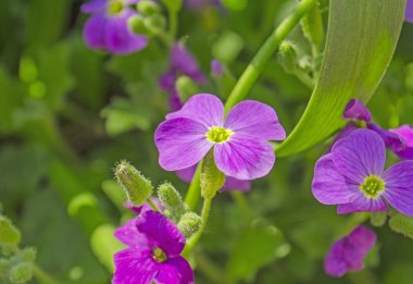 Aubrieta Deltoidea çiçek