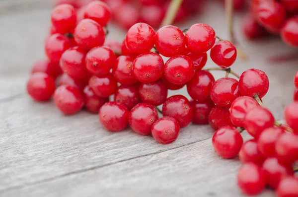 Viburnum guelder rosa bagas — Fotografia de Stock