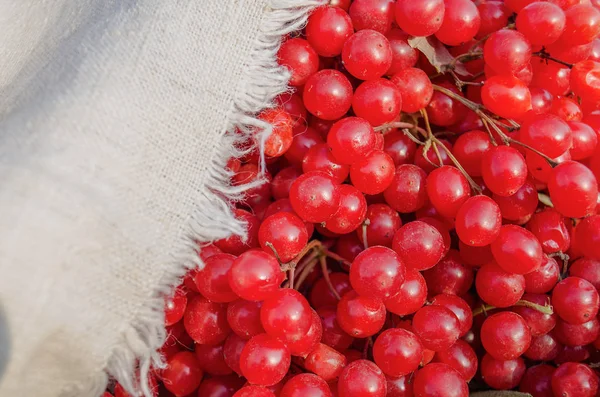 Вибурнум ягодный — стоковое фото