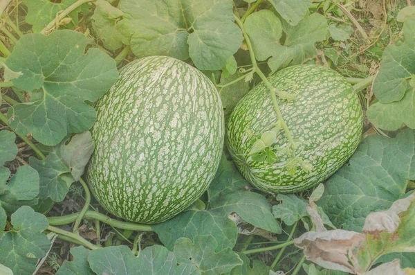 Watermelon and a pumpkin  cross — Stock Photo, Image