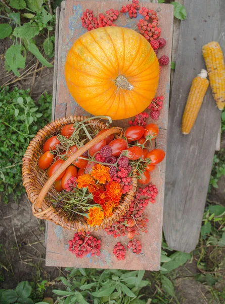 Pomarańczowe i czerwone warzywa stonowanych — Zdjęcie stockowe