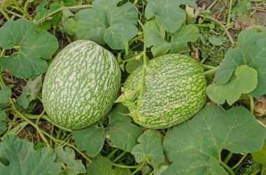 Büyüyen Cucurbita ficifolia. 