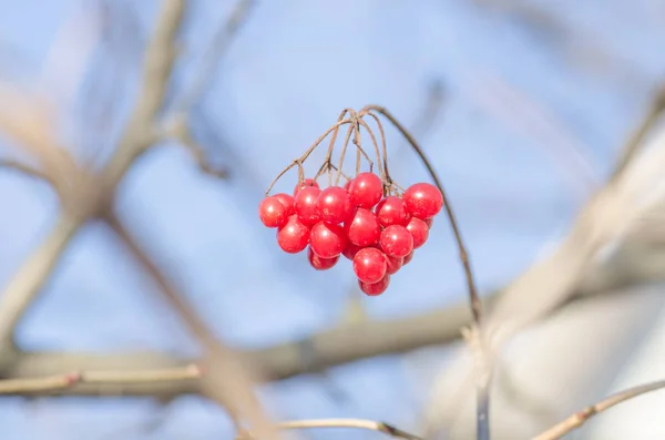 Red viburnum branch — Stock Photo, Image