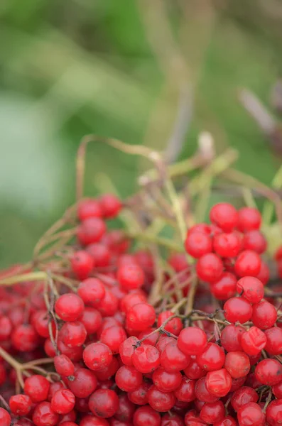 Red viburnum branch — Stock Photo, Image