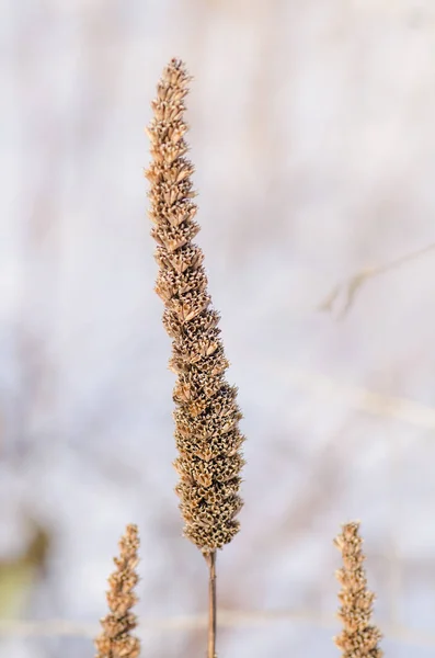 Agastache foeniculum seeds — Stock Photo, Image