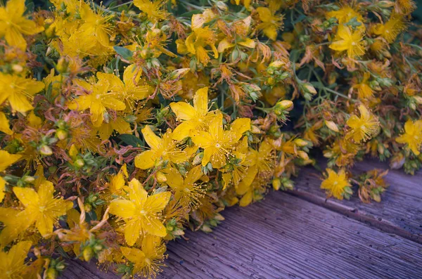 Hyperikum aus nächster Nähe — Stockfoto