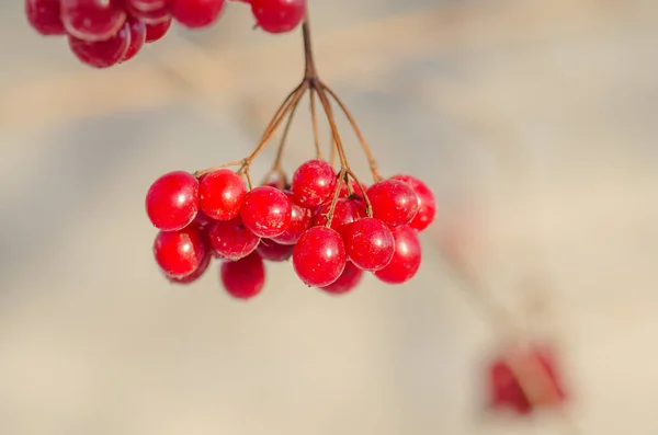 Красный вибурнум крупным планом — стоковое фото