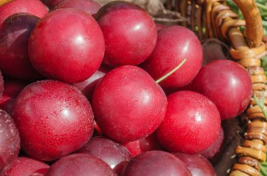 Taze organik olgun kırmızı Erik