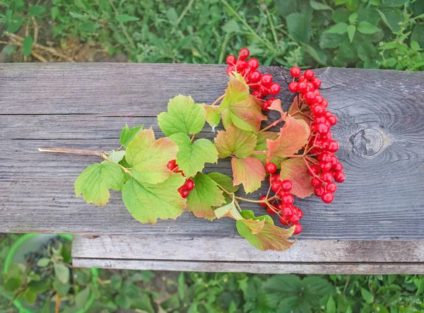 Viburnum bagas em madeira — Fotografia de Stock