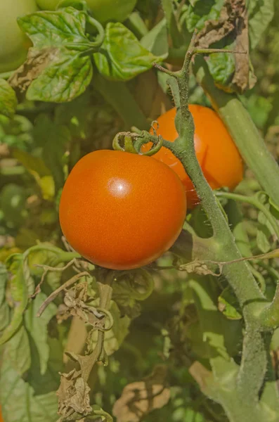 Orange  colorful tomatoes — Stock Photo, Image