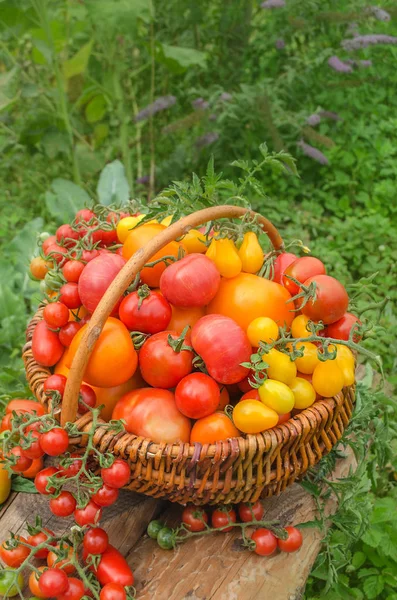 Tomato mix in a basket on a wooden table