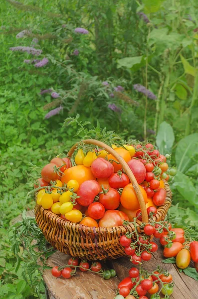 Tomato mix in a basket on a wooden table — Stock Photo, Image