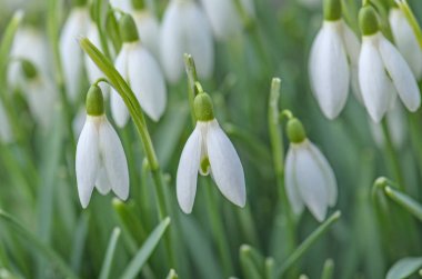 kardelen çiçek, doğa