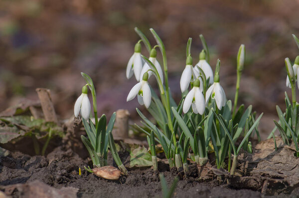 Подснежник весенний цветок в лесу
