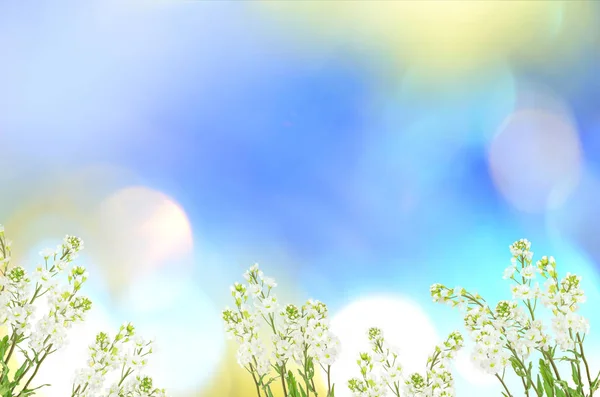 Арабис цветок на солнечном голубом фоне природы — стоковое фото