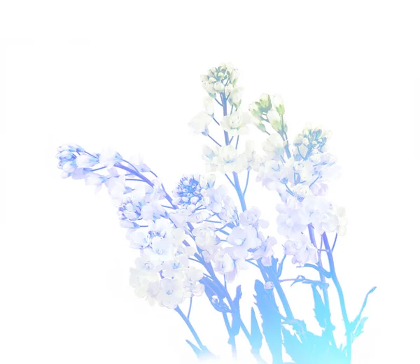 Arabis caucasica tonique bleu solitaire sur blanc — Photo