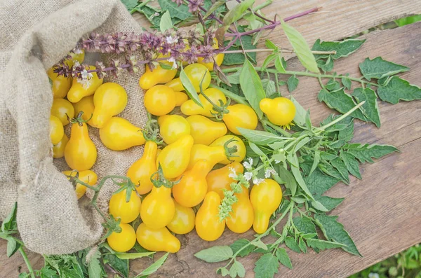 Yellow pear tomatoes. Healthy natural organic food