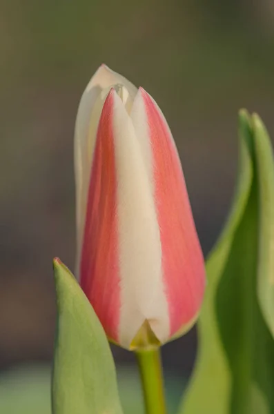 Greigs tulipas no campo na fazenda tulipa — Fotografia de Stock