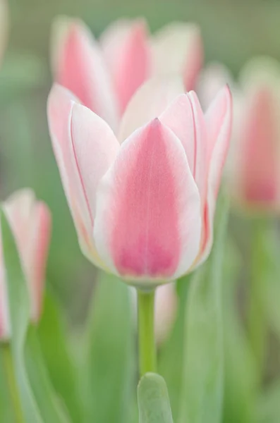 Greigs tulipas no campo na fazenda tulipa — Fotografia de Stock