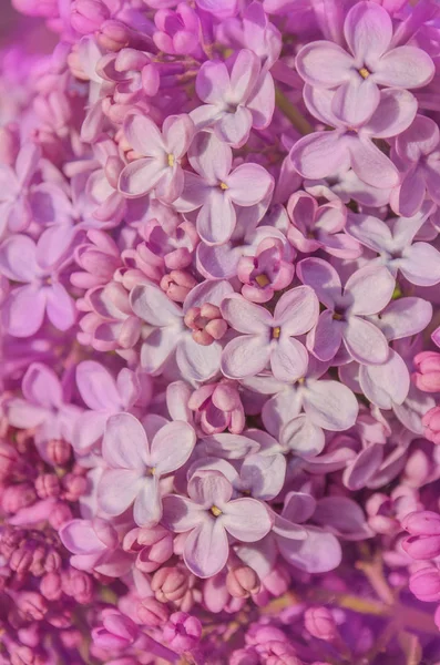 Blooming lilac flowers on wood — Stock Photo, Image