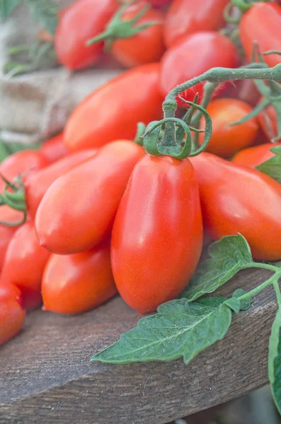 Rote reife Tomaten purzeln aus einer braunen Stofftasche — Stockfoto
