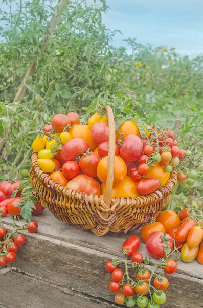 Tomates em uma cesta em um contexto de natureza — Fotografia de Stock